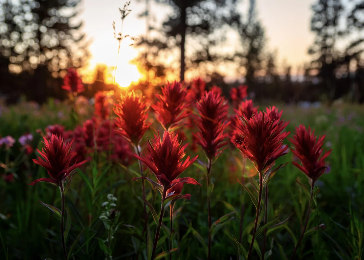 Prairie Fire Skies, Wyoming: paintbrush flowers against an evening sky